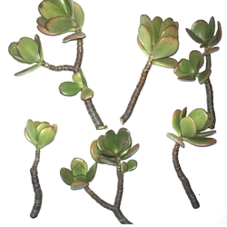 6-Pack of Jade Succulent Plant Cuttings - Easy to Root